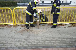 Maleńka sarna w tarapatach! Z pomocą ruszyli strażacy z Solca Kujawskiego [ZDJĘCIA]