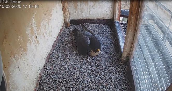 Sokoły wędrowne z komina PGE Toruń - Katarzyna i Piernik doczekały się jajek! 
