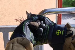 Strażacy uratowali jerzyka