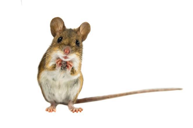 Mysz domowa