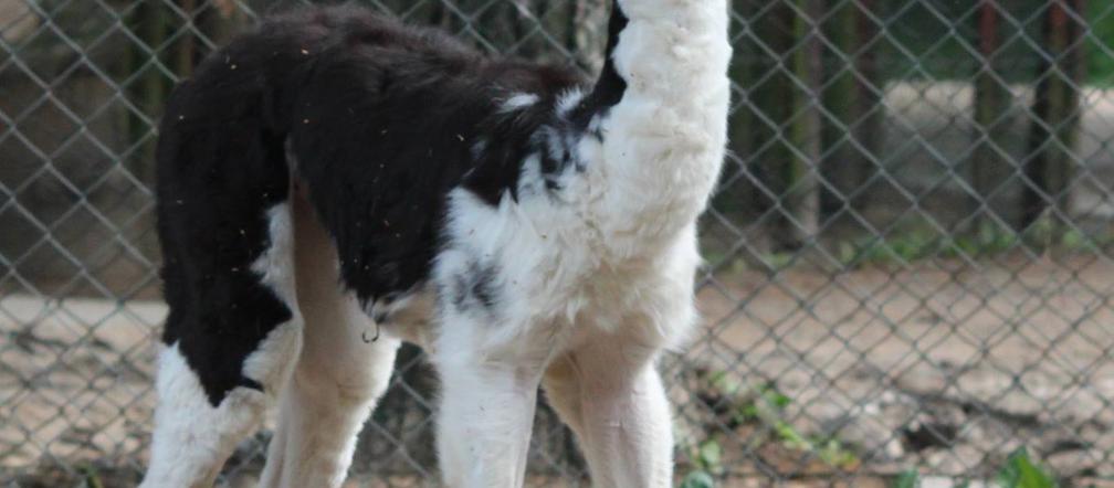 Bydgoski Ogród Zoologiczny we wtorek 31 maja powitał na świecie małą lamę