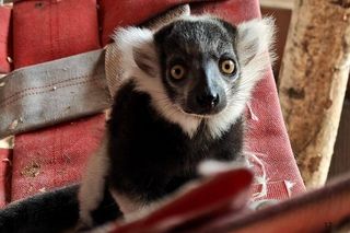 Narodziny lemura w Śląskim zoo. Oto Rapid