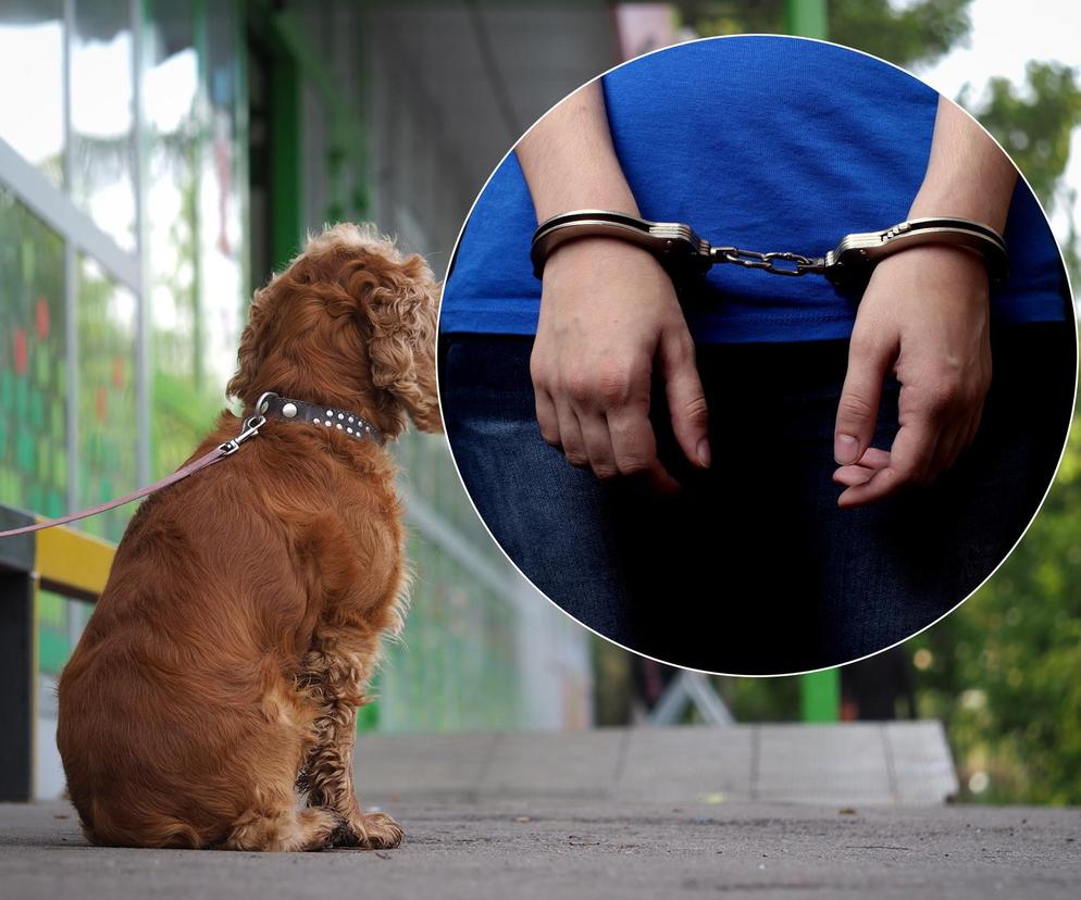 Przywiązała psa przed sklepem w Katowicach. Teraz trafi do więzienia!