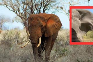 Zambia. Słoń zaataktował samochód z turystami