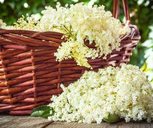 Czarny bez - właściwości, zastosowanie w kosmetyce. Przepisy na kosmetyki z bzu