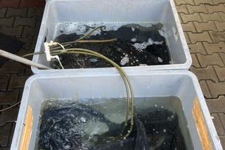 Rekordowe ceny karpia