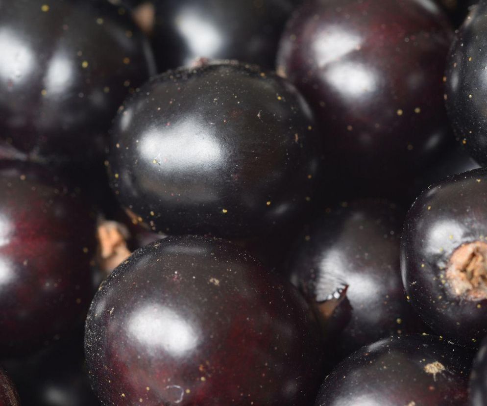 Czarna porzeczka na odchudzanie. Na co pomaga czarna porzeczka? 