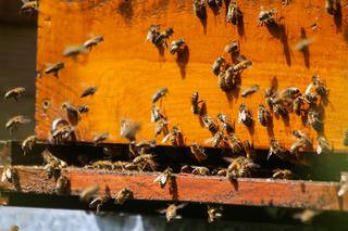 Pszczoły na Podlasiu mają się dobrze [WIDEO]