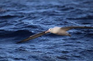 Symbol Oceanu Południowego - Albatros wita Selmę. Fot. SelmaExpeditions