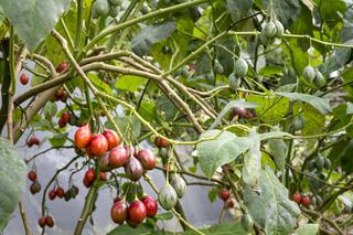 Tamarillo