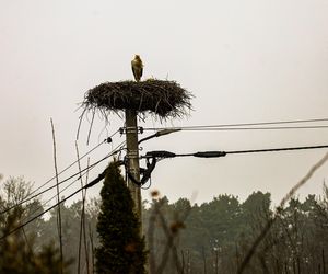 Koniec bocianich wakacji! Ornek pędził do Polski, aby uwić gniazdko dla ukochanej