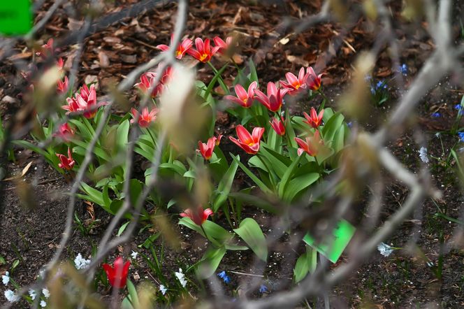 Najpiękniejszy ogród botaniczny w Polsce znów otwarty dla gości. Przygotuj się na widoki jak z bajki 