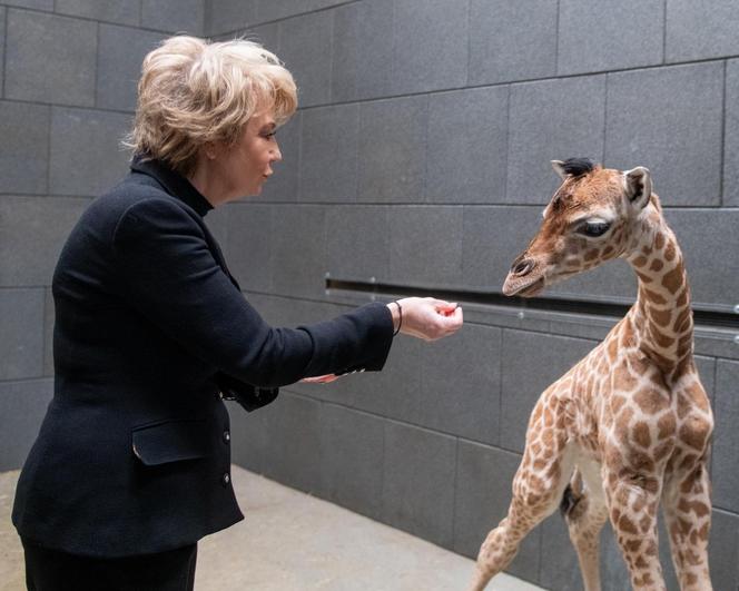 Nowy mieszkaniec łódzkiego zoo! Trudne początki młodej żyrafy