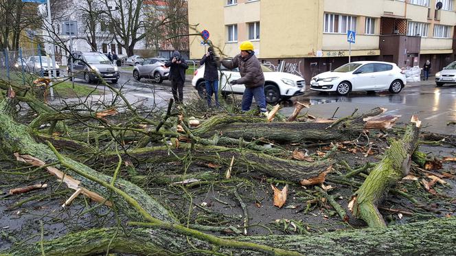 Złamane drzewo uszkodziło samochód na ul. Podhalańskiej w Szczecinie