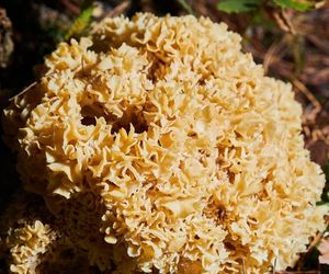 Siedzuń sosnowy – smaczny i leczniczy grzyb. Jak go przygotować?