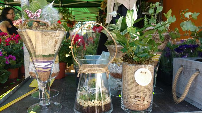 Chorzów: Kwiaty, zioła i dodatki do ogrodu. W Parku Śląskim trwa Święto Kwiatów [ZDJĘCIA]