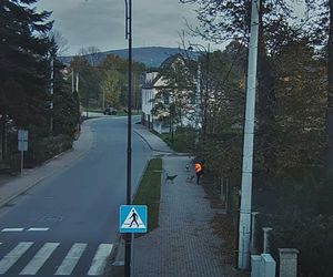Agresywne psy zaatakowały w Bogatyni