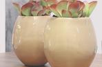Kalanchoe wiechowate