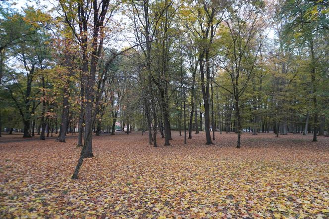 Park Lubomirskich w Białymstoku jesienią 