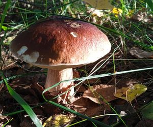 Gdzie na grzyby w Siedlcach i powiecie siedleckim?