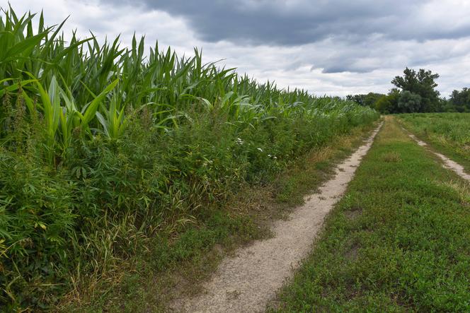 Z panem Marcinem rozmawialiśmy na polu pod Toruniem