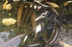 Śnięte ryby w stawie na Podolanach