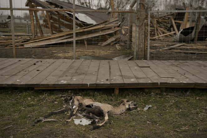  Wojska Putina specjalnie zbombardowały zoo! Zginęły setki zwierząt