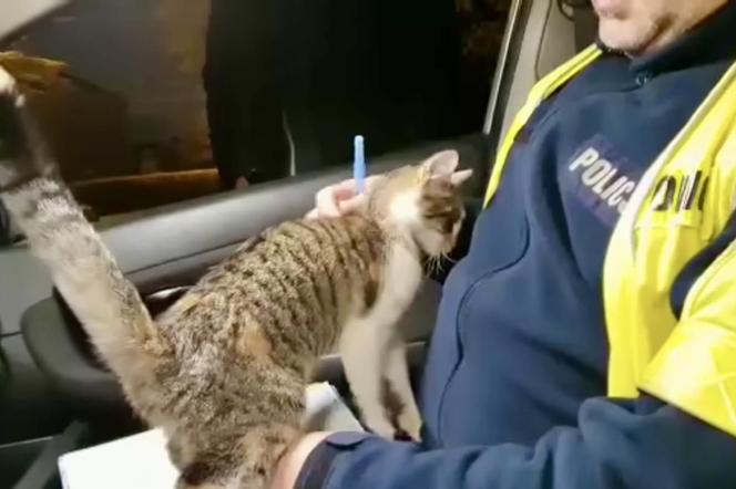 Do radiowozu w Jaworznie wtargnęła... kotka VIDEO