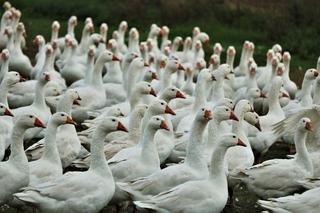 Ognisko ptasiej grypy w powiecie inowrocławskim! 30 tysięcy ptaków ZAGROŻONYCH