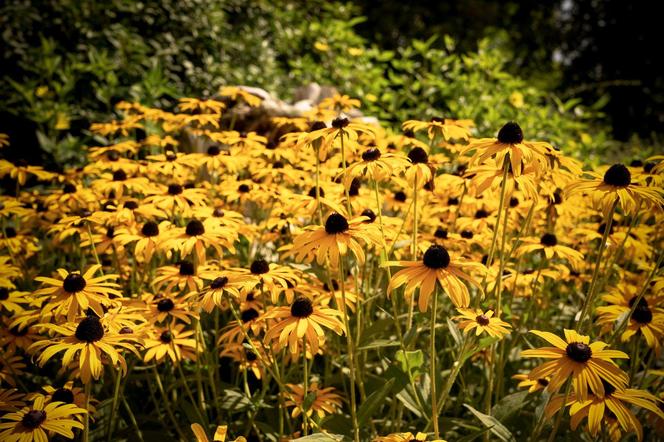 Rudbekia błyskotliwa