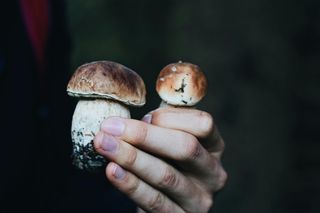 Gdzie na grzyby w woj. lubelskim? Te miejsca poleca AI