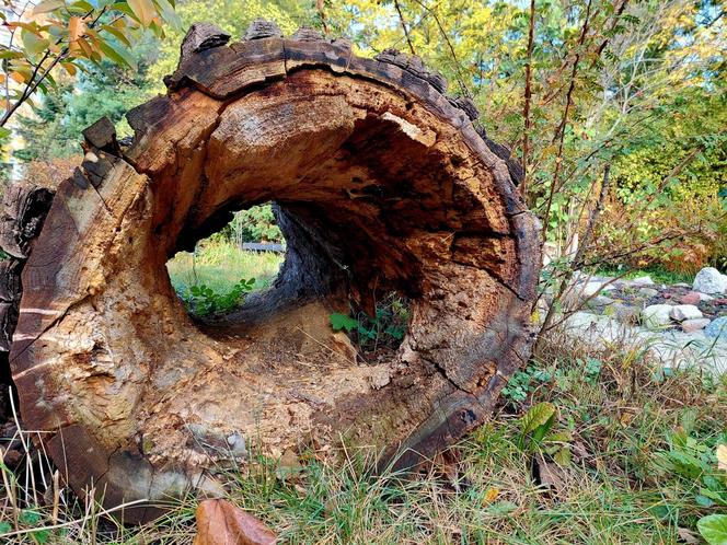 Chodźcie z nami na spacer po Ogrodzie Botanicznym UKW w Bydgoszczy. To ostatnia szansa!