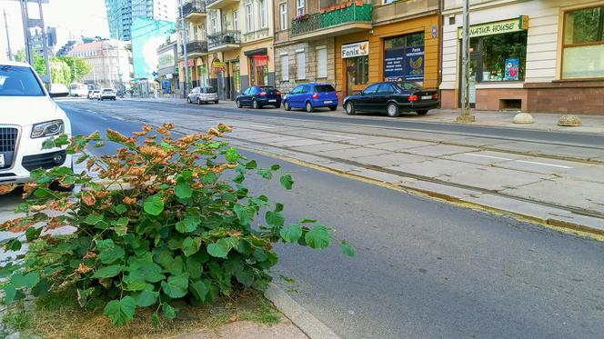 Wycięte drzewa w centrum Szczecina nagle odżyły