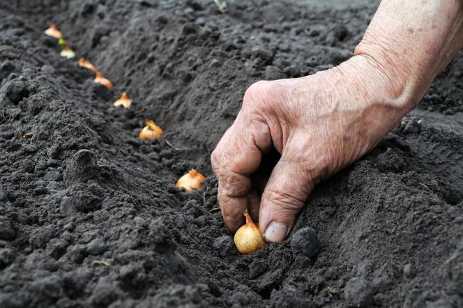 Kiedy sadzić cebulę dymkę do gruntu na wiosnę?