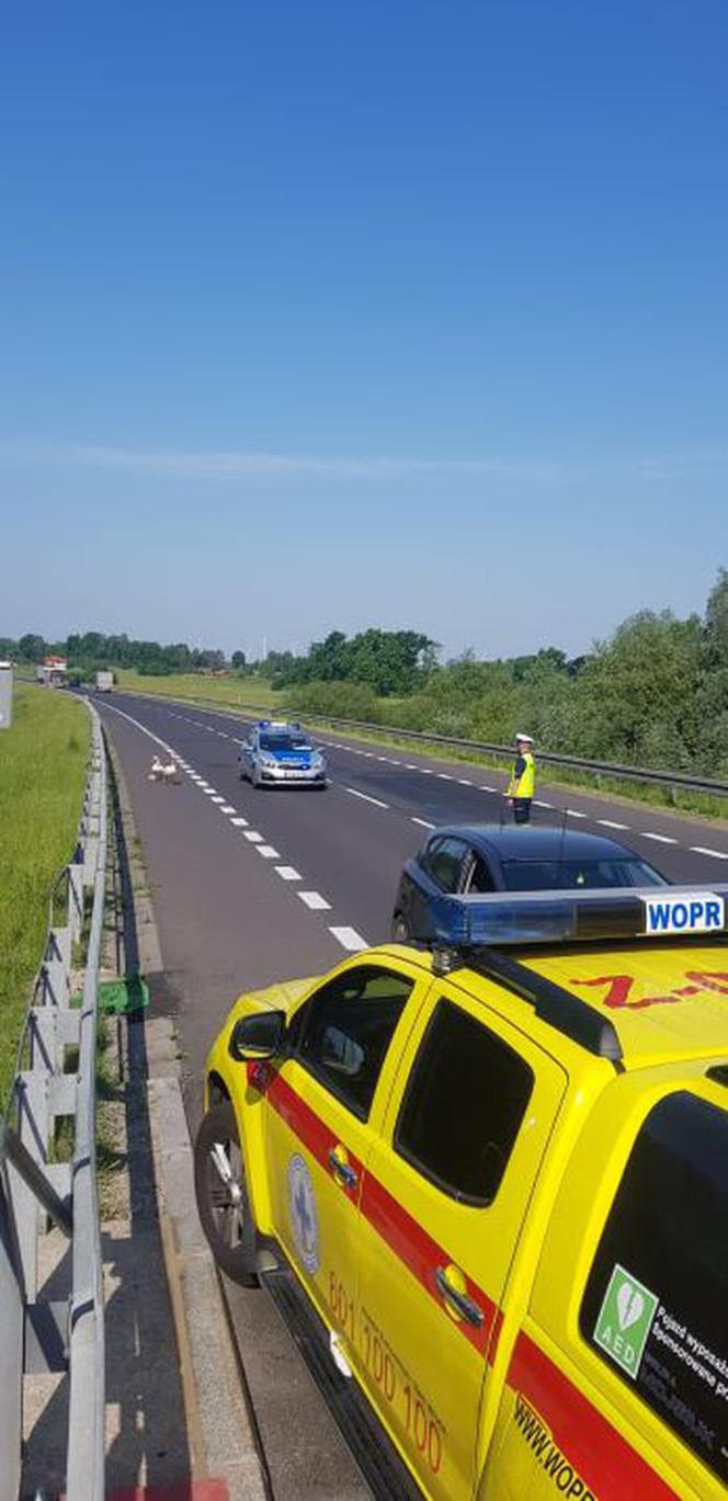 Policjanci eskortowali łabędzie