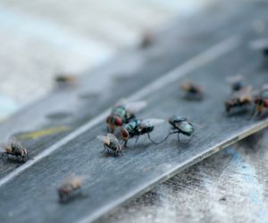 Spryskaj ramy okien i drzwi, a muchy będą omijać Twój dom szerokim łukiem. Pozbędziesz się tych dokuczliwych owadów. Oprysk na muchy