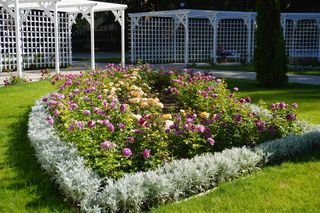 Ogród Rożany w Białymstoku w pełnym rozkwicie