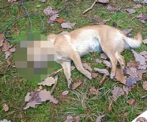 Płakał nad tym psem. Damian zastawiał pułapki na leśną zwierzynę. Kundelek umierał w męczarniach