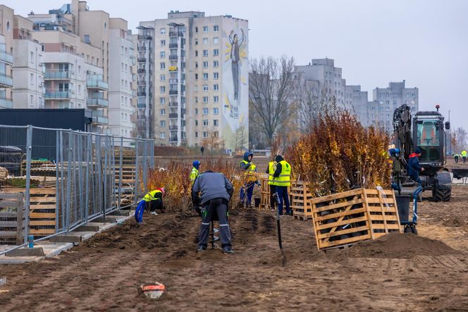 Pierwsze drzewa w parku nad obwodnicą na Ursynowie