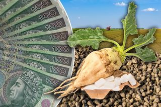 Ceny buraka cukrowego lecą w dół. Za krachem na rynku stoi import z jednego kraju