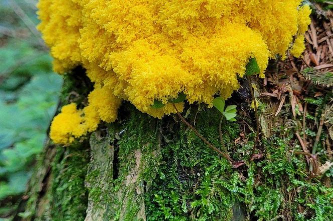 Tajemniczy twór z lasu to dla niektórych przysmak. Leśnicy ostrzegają