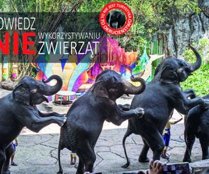 ZOO Wrocław przypomina o świadomej turystyce. To cierpienie zwierząt