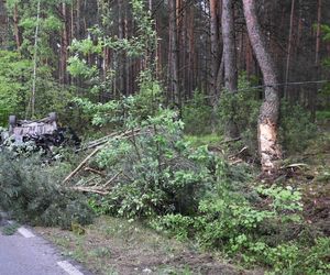 Rąbnęli w łosia, osierocili synka