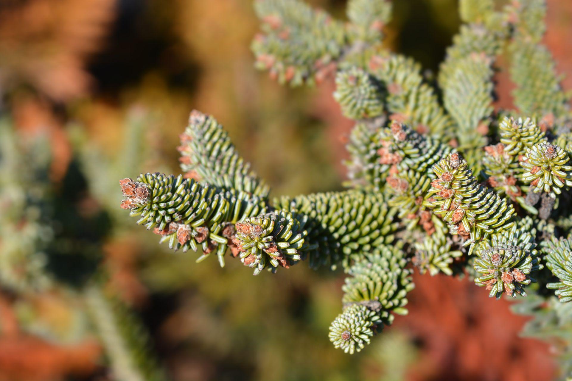 Jod a Hiszpa ska Glauca Abies Pinsapo Glauca Urzadzamy pl