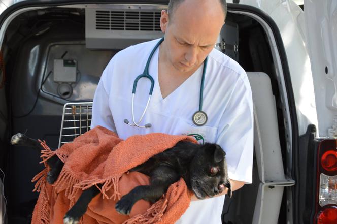 Oczko - skatowany pies trafił pod opiekę ADY w Przemyślu