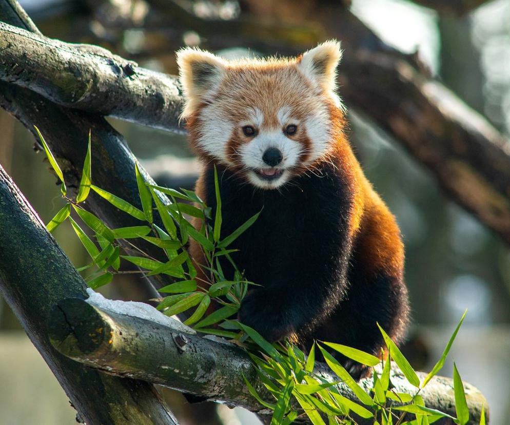 Rossmann adoptował pandę 