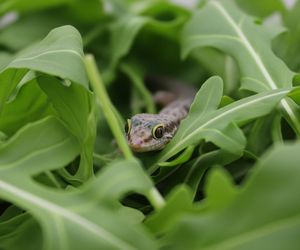 Gekon w rukoli. Kto by pomyślał, że tropikalna przygoda czeka na talerzu?