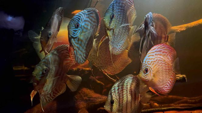 Rozmawiamy z Tomaszem Wiśniewskim, założycielem Aqua Dreams Bydgoszcz