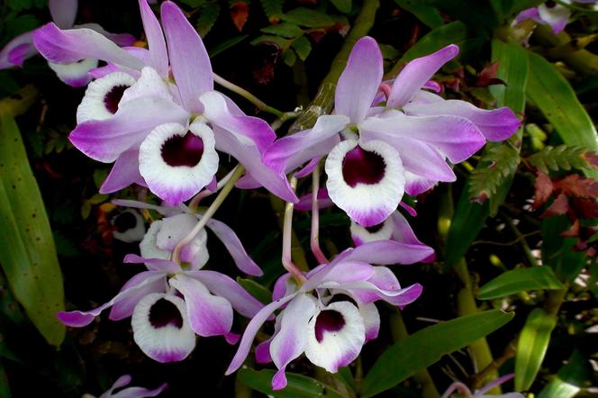 Storczyk Dendrobium