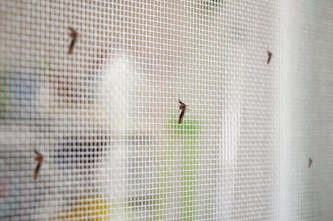 Moskitiera na okno: ochrona przed komarami, meszkami, muchami. Jak wybrać moskitierę?